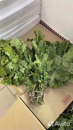 Веник из дуба