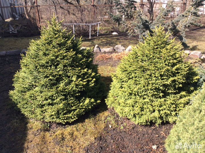 Ель живая