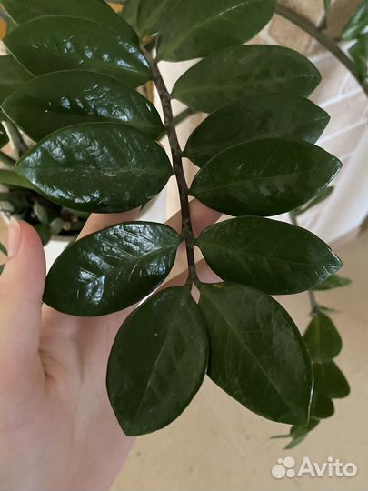 Замиокулькас