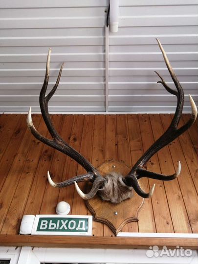 Рога оленя Большие