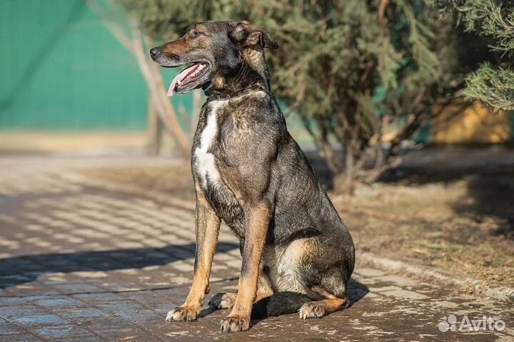 Собака в добрые руки Дунай