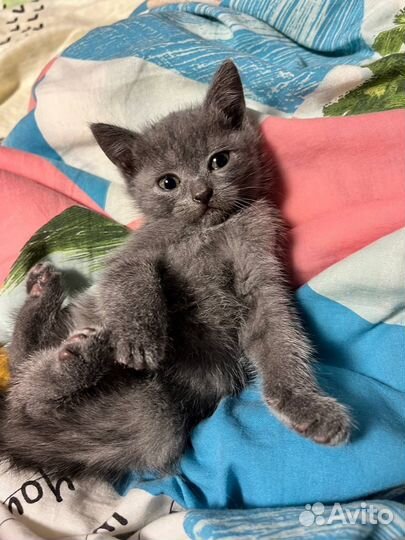 Британские котята