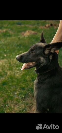 Собака восточноевропейская овчарка,щенок,девочка