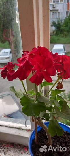 Герань пеларгония