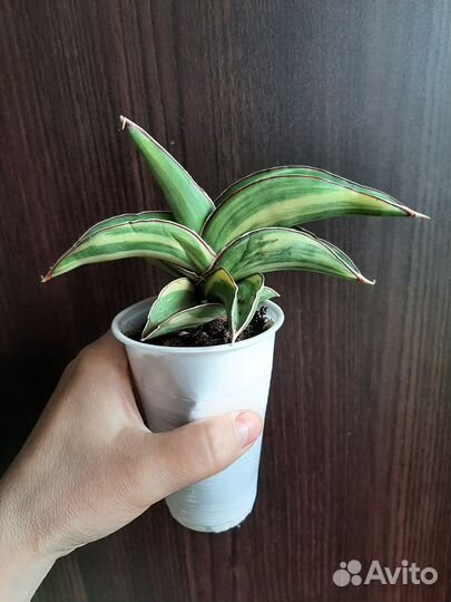 Сансевиерия robusta yellow var