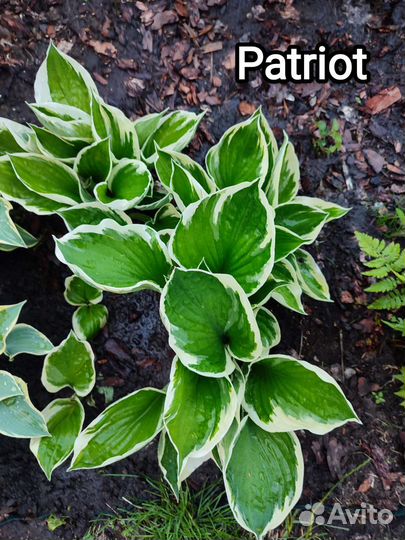 Хоста Patriot