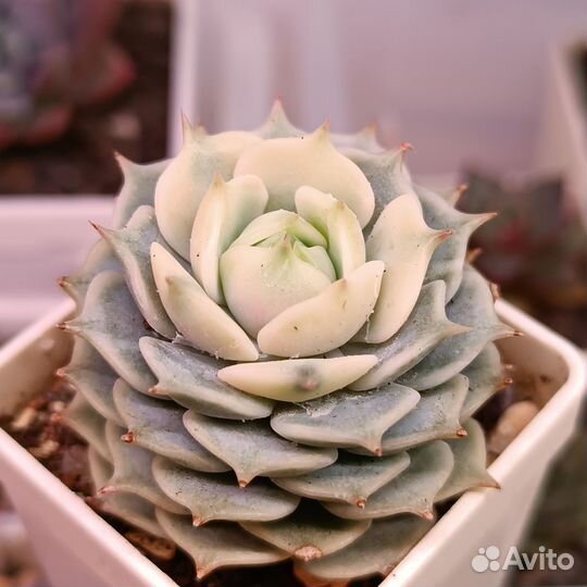 Комнатные растения