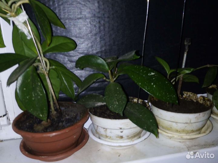 Хойя отростки