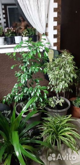 Фикус бенджамина