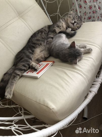 Шотландский вислоухий кот 8 мес в дар