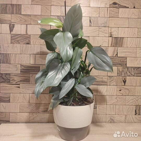 Филодендрон хастатум