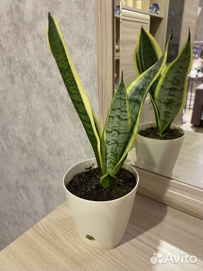 Сансевиерия Лауренти, щучий хвост