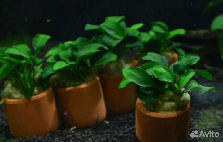 Все для аквариума