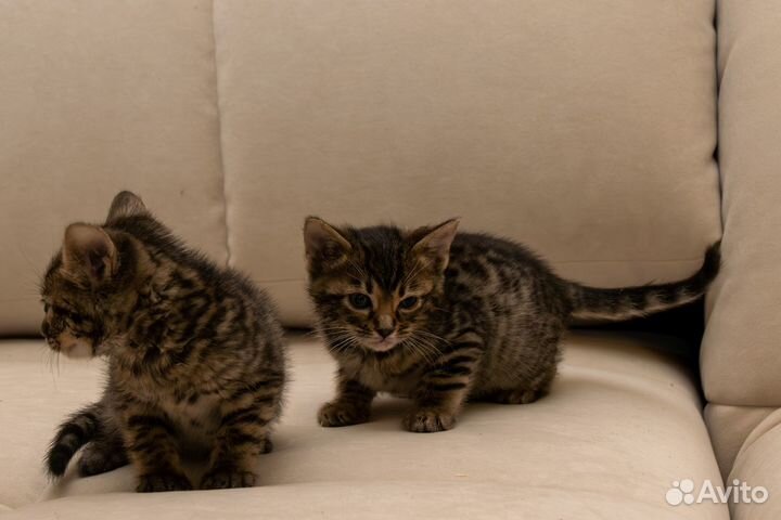 Продам котят