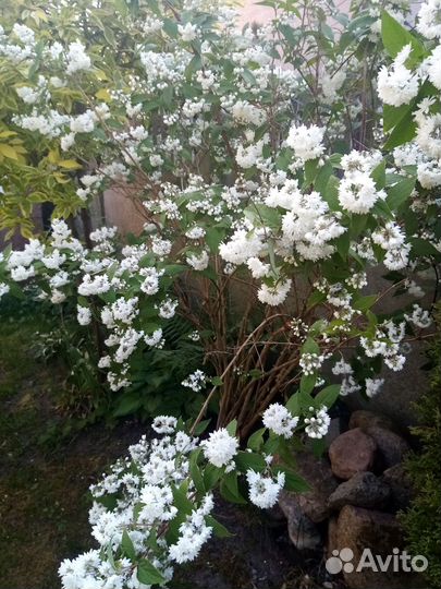 Дейция декоративный кустарник