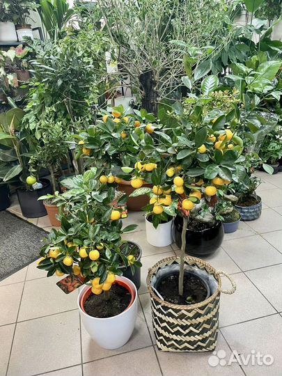Цитрусы. Лимон мандарин кумкват