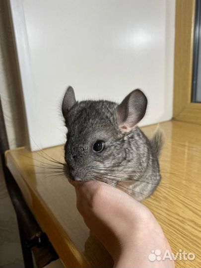 Шиншиллы мальчик и девочка 2 месяца