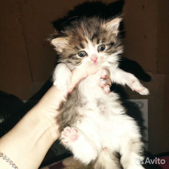 Отдам котят в добрые руки