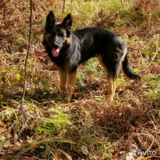 Мини овчарка