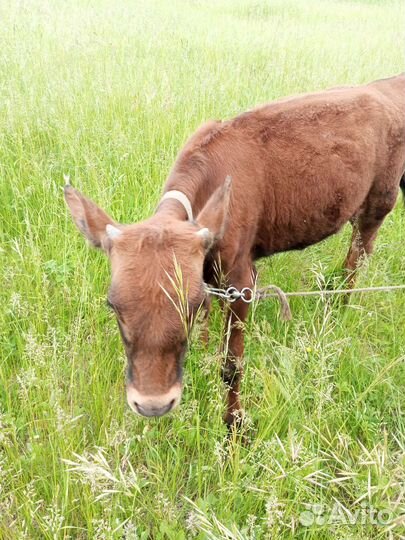 Телочка джерси