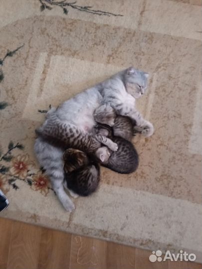 Котята в дар