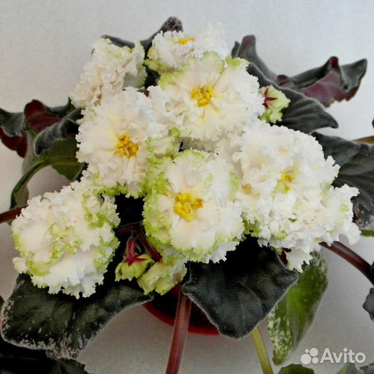 Фиалки сортовые коллекционные