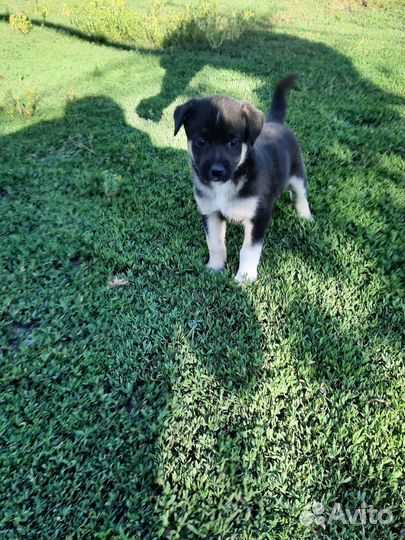 Щенок в добрые руки бесплатно