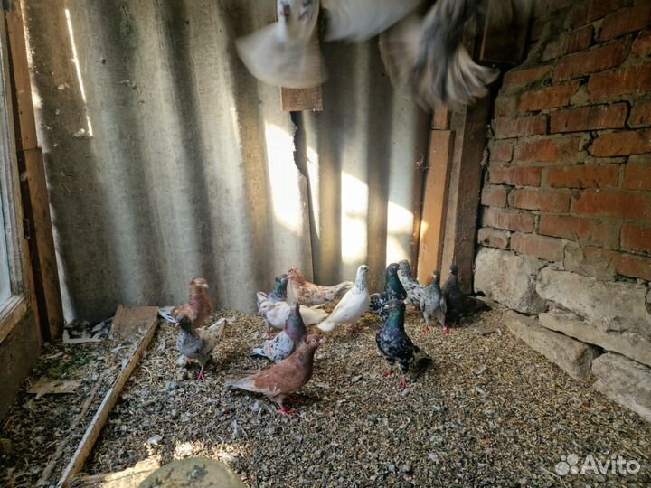 Продажа голубей