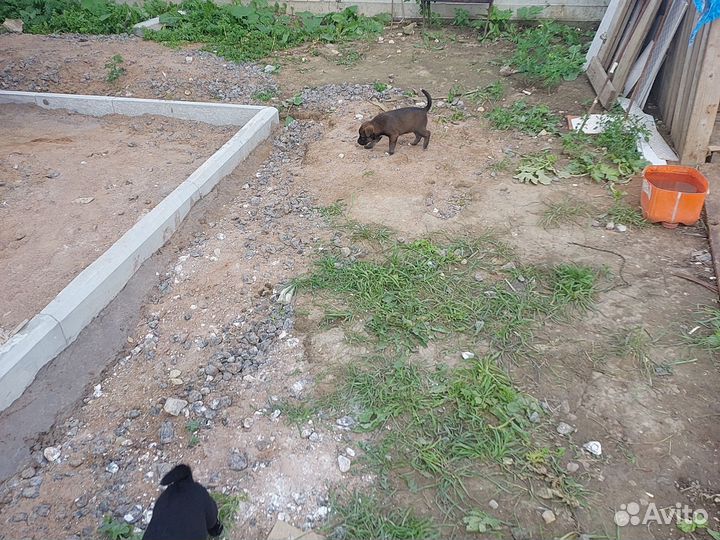 Собака в добрые руки отдам бесплатно