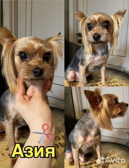 Стрижка собак и кошек.окрашивание.экспресс линька