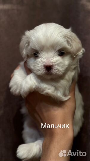 Щенки мальтезе мини