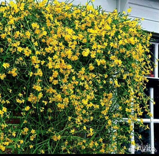 Садовый зимний жасмин