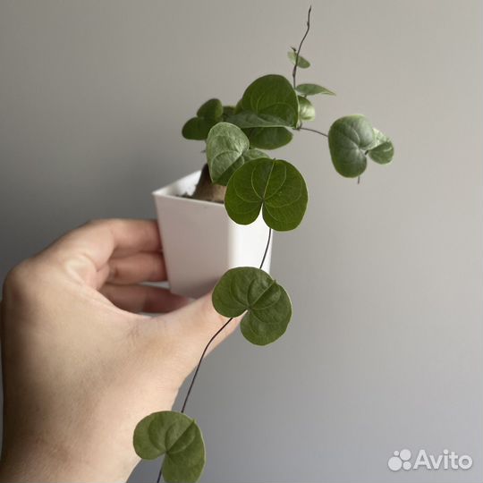 Dioscorea elephantipes