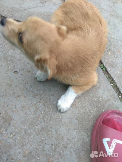 Собака в добрые руки отдам бесплатно