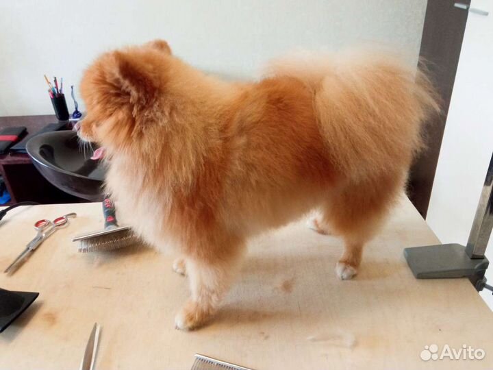 Стрижка(груминг) собак йоркширский терьер, шпиц