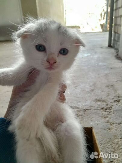Котята бесплатно