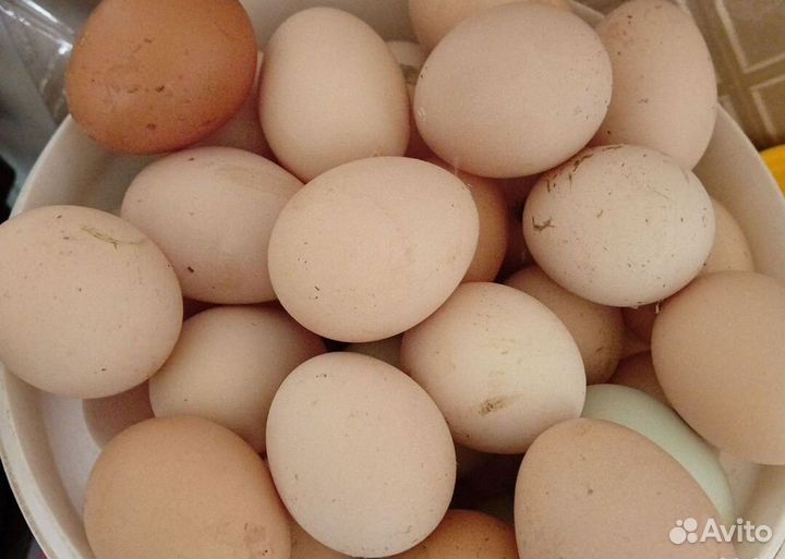 Домашние куриные яйца