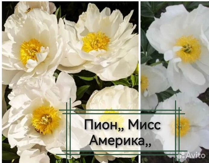 Пионы саженцы корни