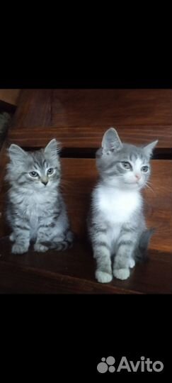 Котята от сибирской кошки(помесь)