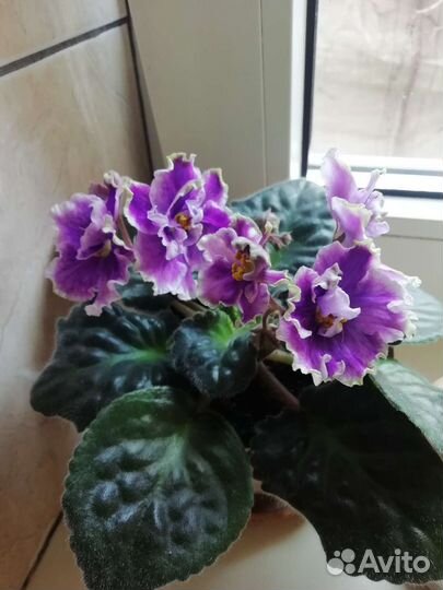 Фиалки разные листья с корешками