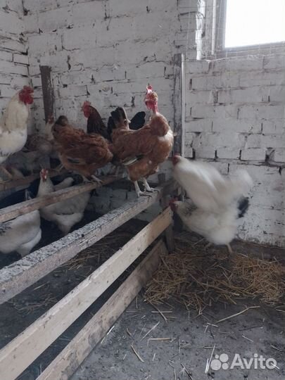 Куры несушки