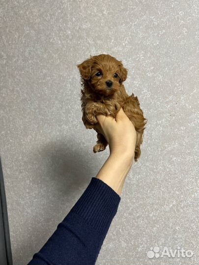 Мальтипу ф1 девочка микро meller brown