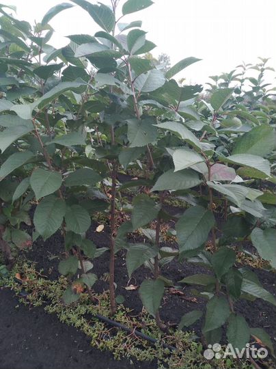 Саженцы оптом