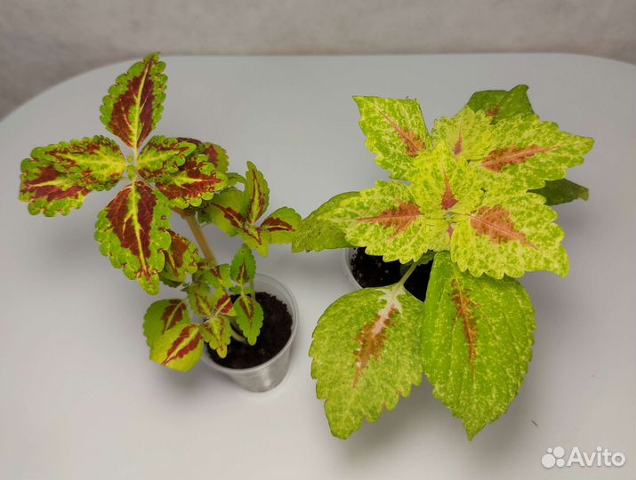 Колеусы вегетативные