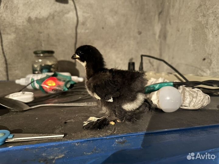 Цыпленок суточный брама