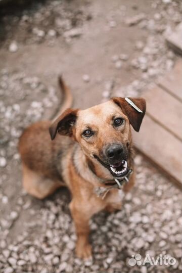 Маленькая собака в квартиру