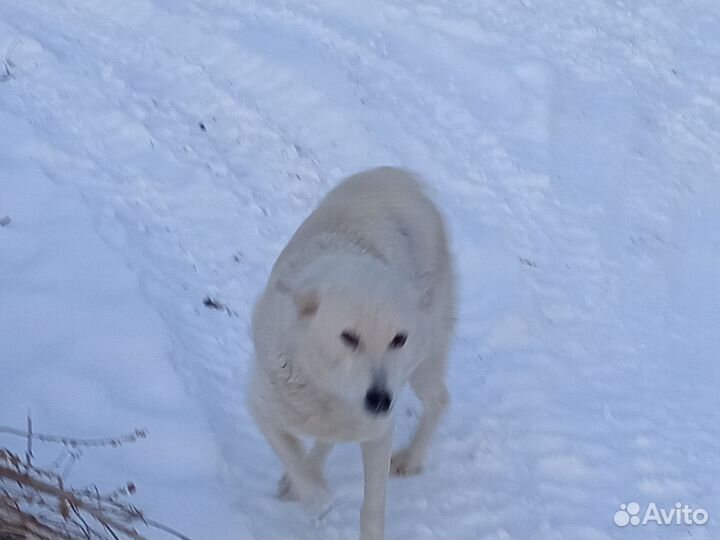 Собака лайка