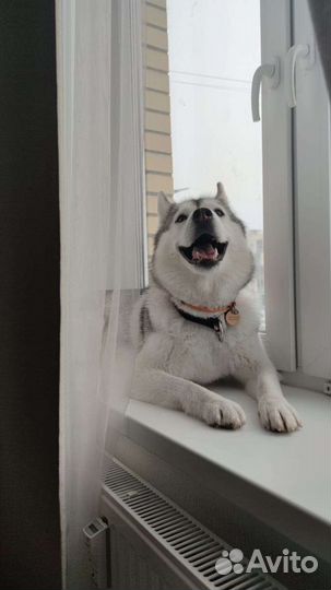 Сибирский хаски для фото-проектов