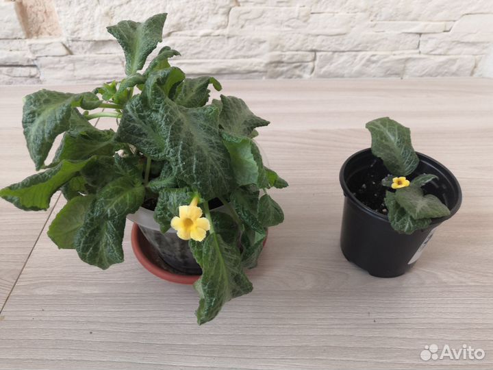 Цветы комнатные Декабрист, Эписция и Фикус