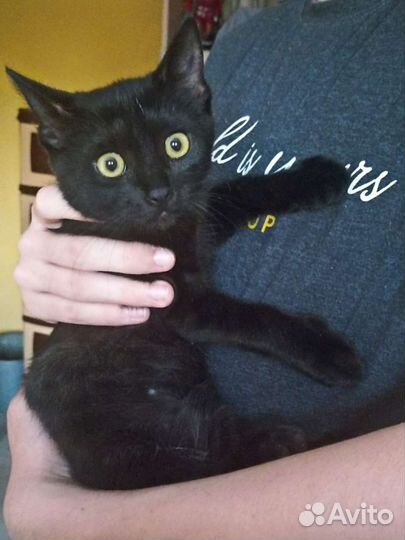 Котик-подросток. Доставка